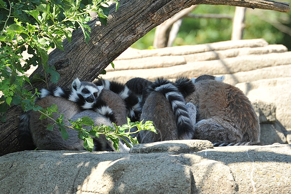 INDY_7-15-11_LLC_ZOO-111