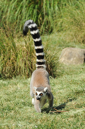 INDY_7-15-11_LLC_ZOO-104
