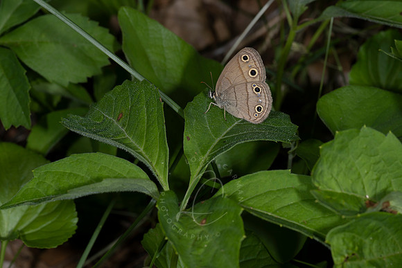 _ZZ74359