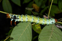Hickory Horned Devil
