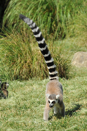 INDY_7-15-11_LLC_ZOO-106