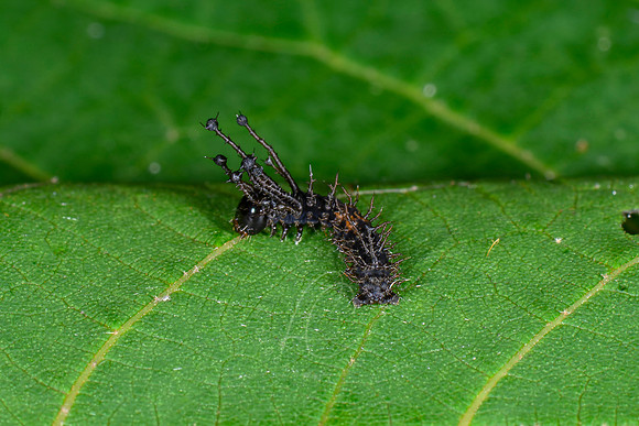 _Z996238