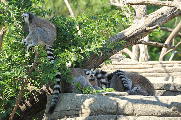 INDY_7-15-11_LLC_ZOO-117