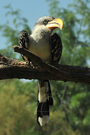 INDY_7-15-11_LLC_ZOO-69