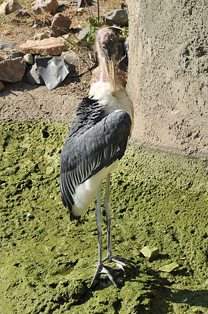 INDY_7-15-11_LLC_ZOO-27