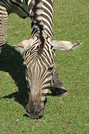 INDY_7-15-11_LLC_ZOO-5