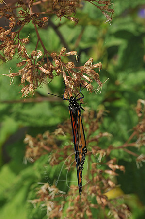 D74_3850