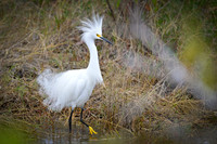 Snowy Egret