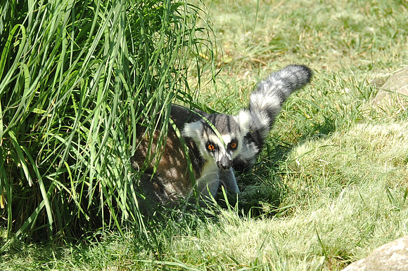 INDY_7-15-11_LLC_ZOO-82