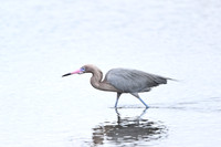 Reddish Egret