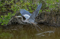 Great Blue Heron