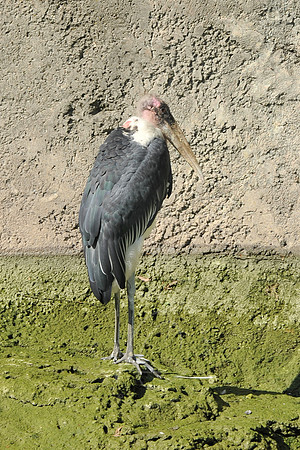 INDY_7-15-11_LLC_ZOO-24