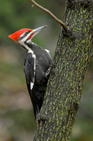 Pileated Woodpecker