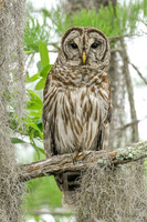 Barred Owl