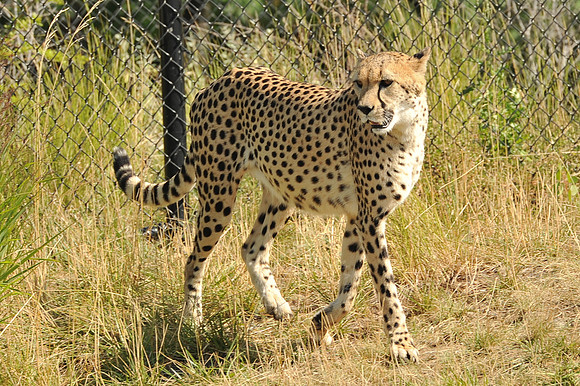 INDY_7-15-11_LLC_ZOO-48