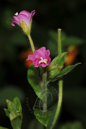 D74_3222