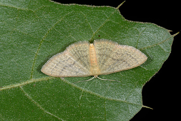 _Z996119
