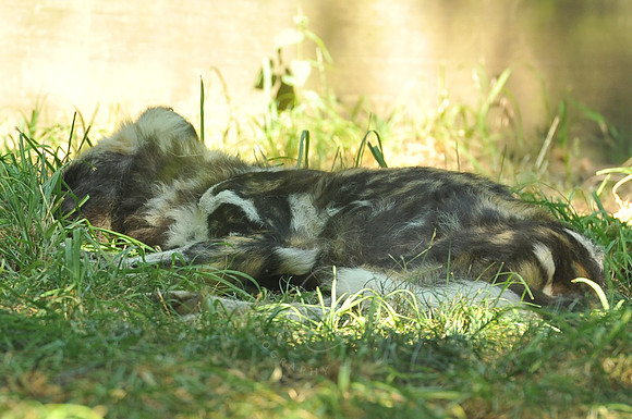 INDY_7-15-11_LLC_ZOO-32
