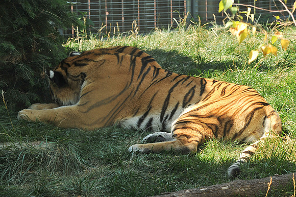 INDY_7-15-11_LLC_ZOO-160