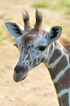 INDY_7-15-11_LLC_ZOO-17