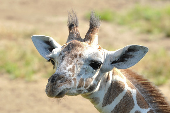 INDY_7-15-11_LLC_ZOO-19