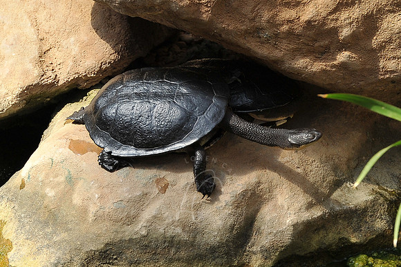 INDY_7-15-11_LLC_ZOO-146