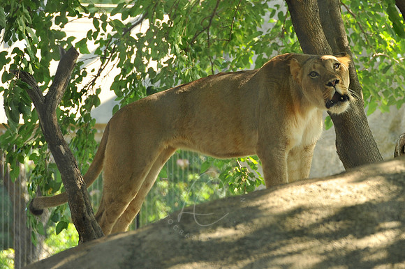 INDY_7-15-11_LLC_ZOO-45