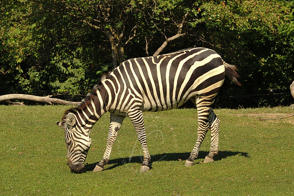 INDY_7-15-11_LLC_ZOO-2