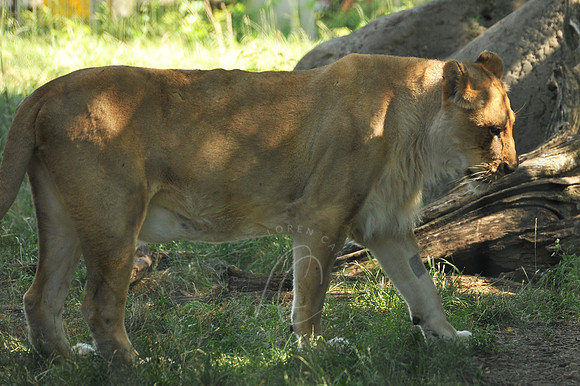 INDY_7-15-11_LLC_ZOO-41