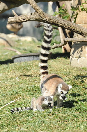 INDY_7-15-11_LLC_ZOO-87