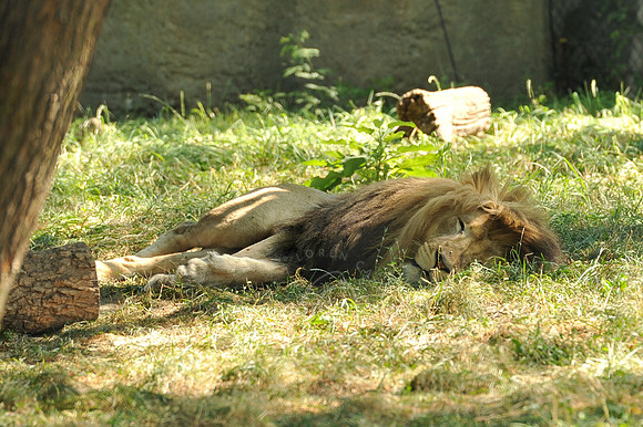 INDY_7-15-11_LLC_ZOO-35