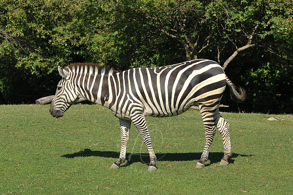 INDY_7-15-11_LLC_ZOO-3