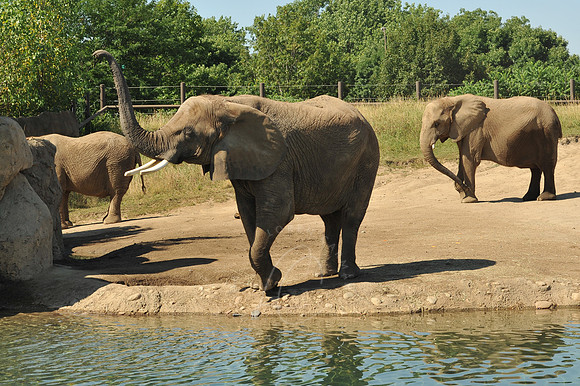 INDY_7-15-11_LLC_ZOO-71