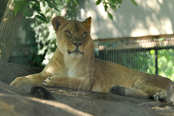 INDY_7-15-11_LLC_ZOO-31