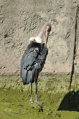 INDY_7-15-11_LLC_ZOO-12