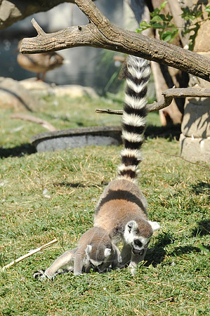 INDY_7-15-11_LLC_ZOO-86