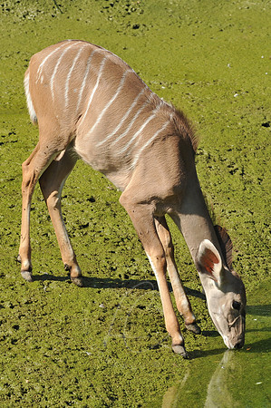 INDY_7-15-11_LLC_ZOO-25