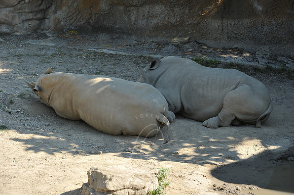 INDY_7-15-11_LLC_ZOO-28