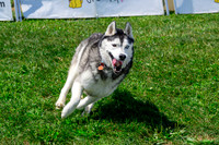Dogs’ Day In The Park