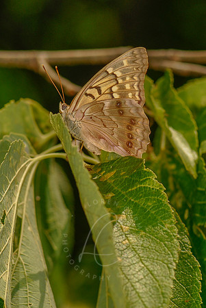 _ESC2378