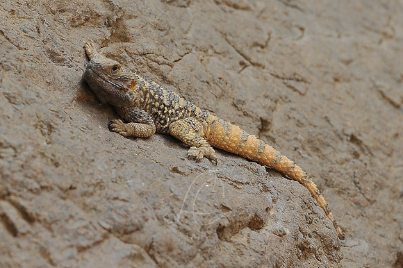 INDY_7-15-11_LLC_ZOO-144