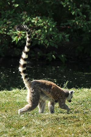 INDY_7-15-11_LLC_ZOO-81