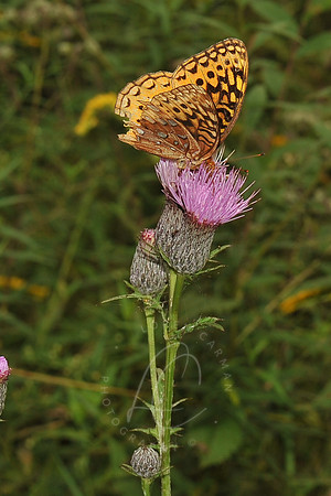 D74_3289