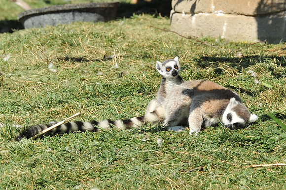 INDY_7-15-11_LLC_ZOO-88