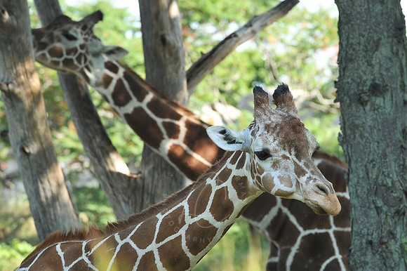 INDY_7-15-11_LLC_ZOO-7