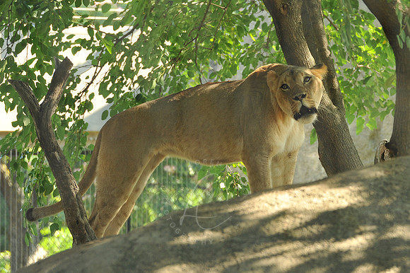 INDY_7-15-11_LLC_ZOO-46