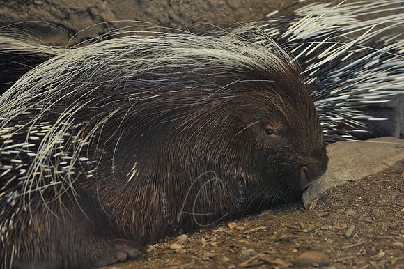 INDY_7-15-11_LLC_ZOO-75