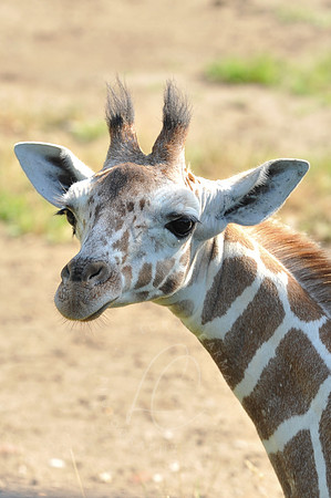 INDY_7-15-11_LLC_ZOO-20