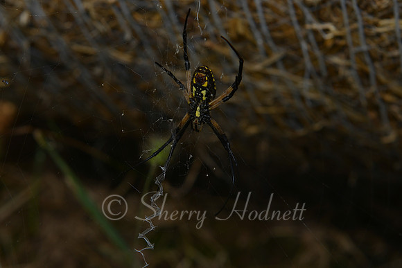 BB_10-13-13_SLH_SP-11