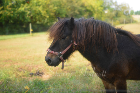 BB_10-13-13_SLH_SP-169